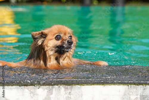 Fototapeta Naklejka Na Ścianę i Meble -  pomeranian dog is swimming in the green pool in the afternoon with water splash.