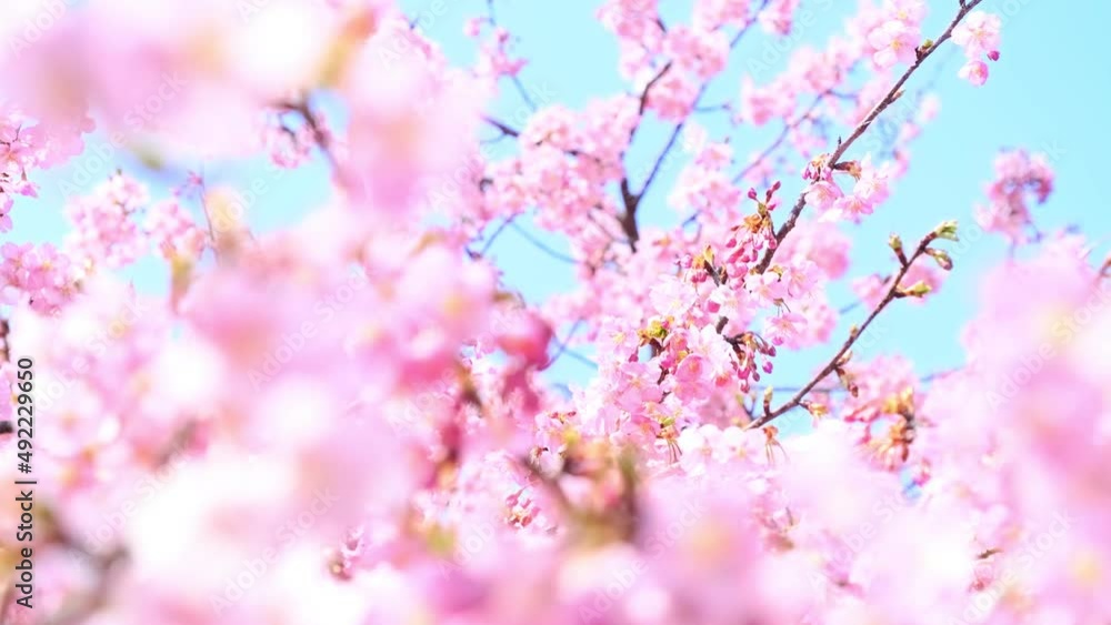 【春】青空の下の桜の花　河津桜