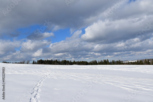 Snowshoe tracks in a field, Sainte-Apolline, Québec, Canada © Claude Laprise