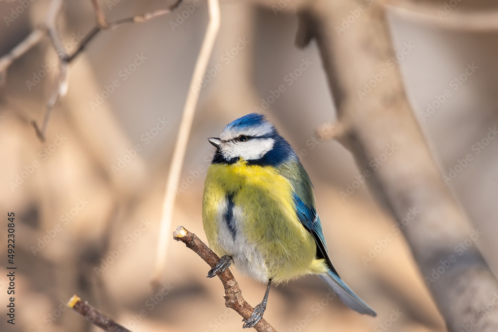 Fototapeta premium A blue tit (Cyanistes caeruleus) perched...