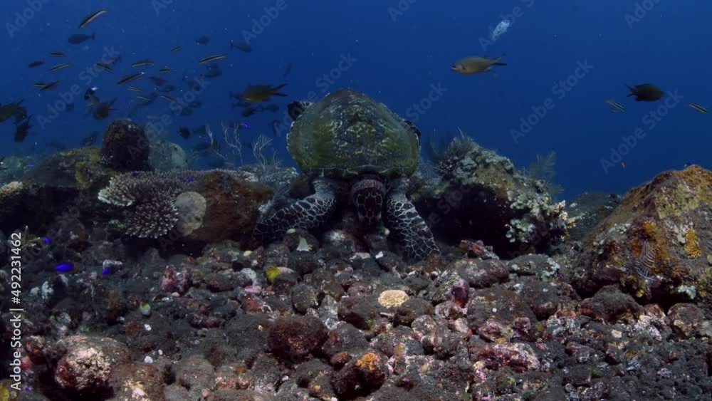Hawksbill Sea Turtle - Eretmochelys imbricata looking for food at a coral reef. Underwater world of Tulamben, Bali, Indonesia. Hawksbill Sea Turtle - Eretmochelys imbricata looking for food at a coral reef. Underwater world of Tulamben, Bali, Indonesia.