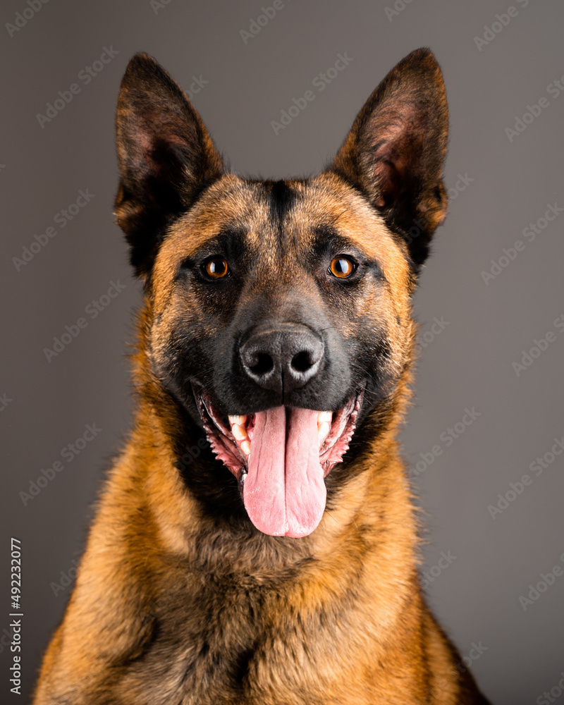 Belgian Malinois shepard studio portrait. Protective dog isolated on the neutral backdrop. Pets photo session in the studio. K9 trained police dog. Belgian Malinois shepard studio portrait. Protective dog isolated on the neutral backdrop. Pets photo session in the studio. K9 trained police dog.