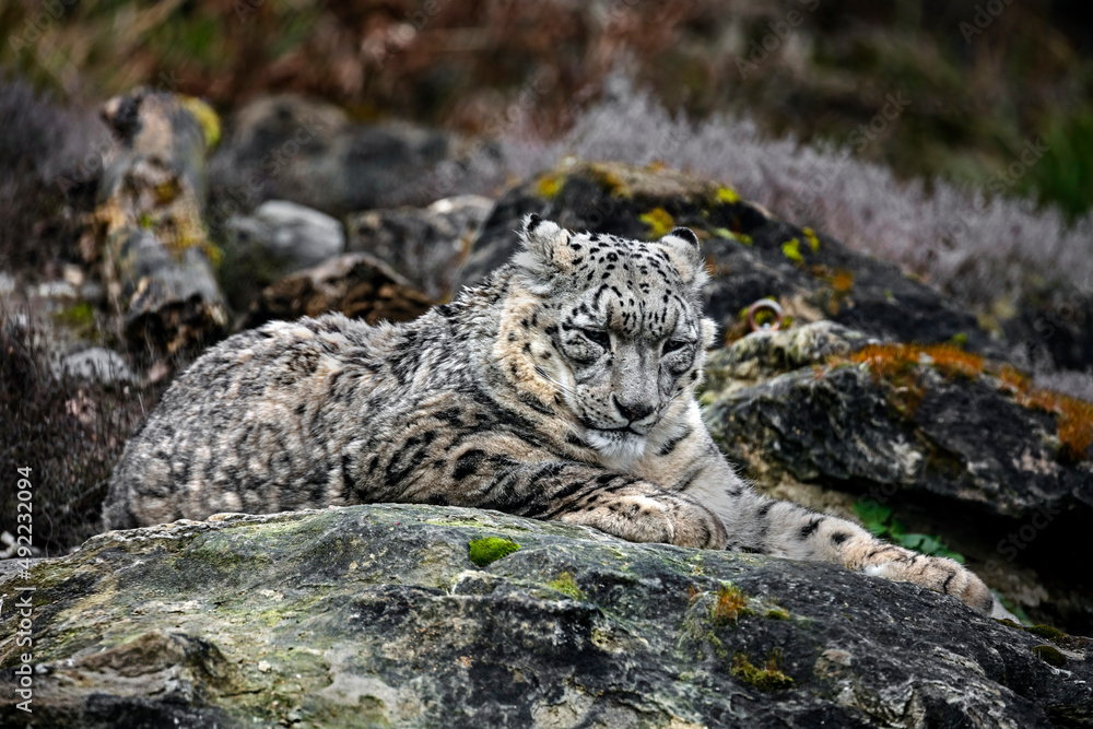 Snow leopard on the stone. Latin name - Uncia uncia	