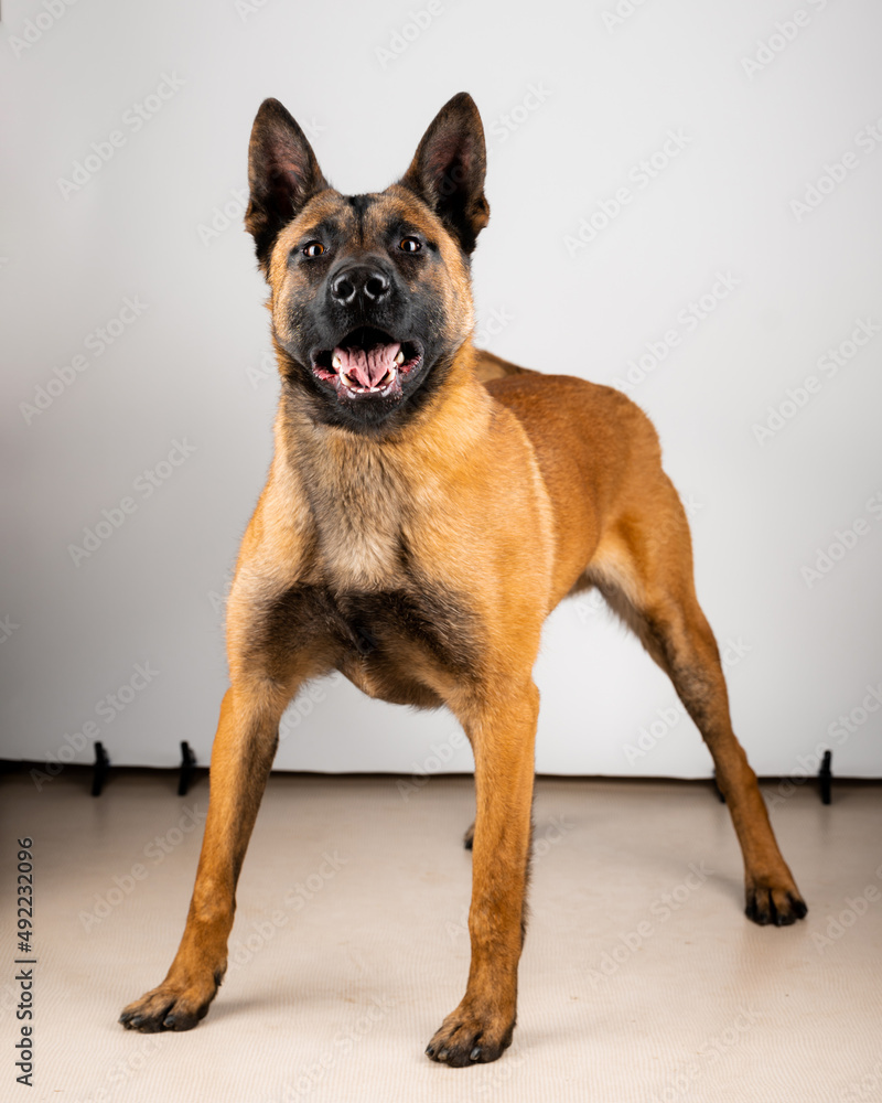Belgian Malinois shepard studio portrait. Protective dog isolated on the neutral backdrop. Pets photo session in the studio. K9 trained police dog.