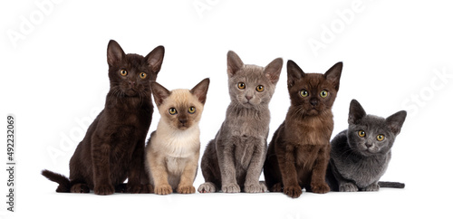 Row of 5 Burmese cat kittens in different colors, sitting beside each other. All looking towards camera. Isolated on a white background.