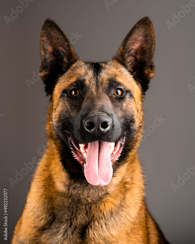 Belgian Malinois shepard studio portrait. Protective dog isolated on the neutral backdrop. Pets photo session in the studio. K9 trained police dog. photo