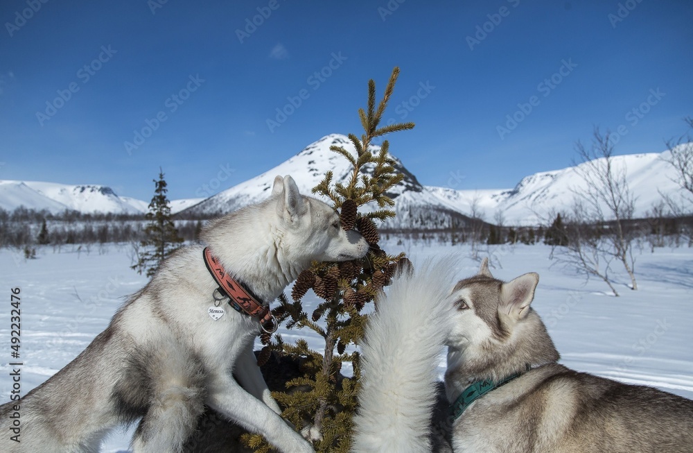 Naklejka premium dog walks in the mountains in winter