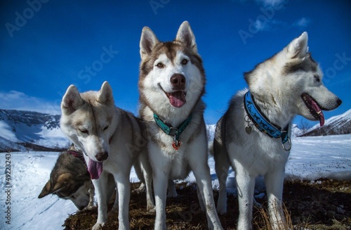 huskies walk in the winter forest