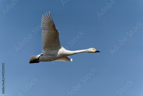 青空を飛ぶ白鳥