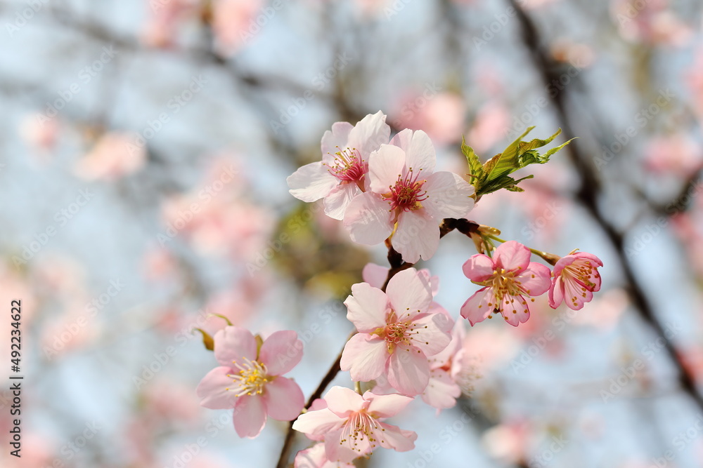 Sakura (Cherry blossoms) tree with beautiful blue sky. Sakura (Cherry blossoms) tree with beautiful blue sky.