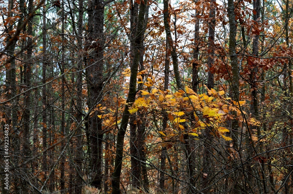 Fototapeta premium forest landscape in autumn colors