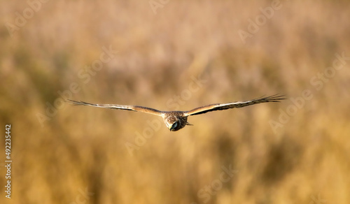 Фотография Hen harrier toward me