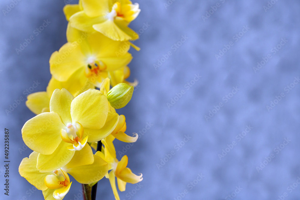 Blooming lovely yellow orchids. Hobbies, floriculture, home flowers, houseplants Blooming lovely yellow orchids. Hobbies, floriculture, home flowers, houseplants