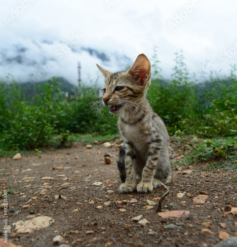 A cute baby cat in the green filed. Indian cat in the green field
