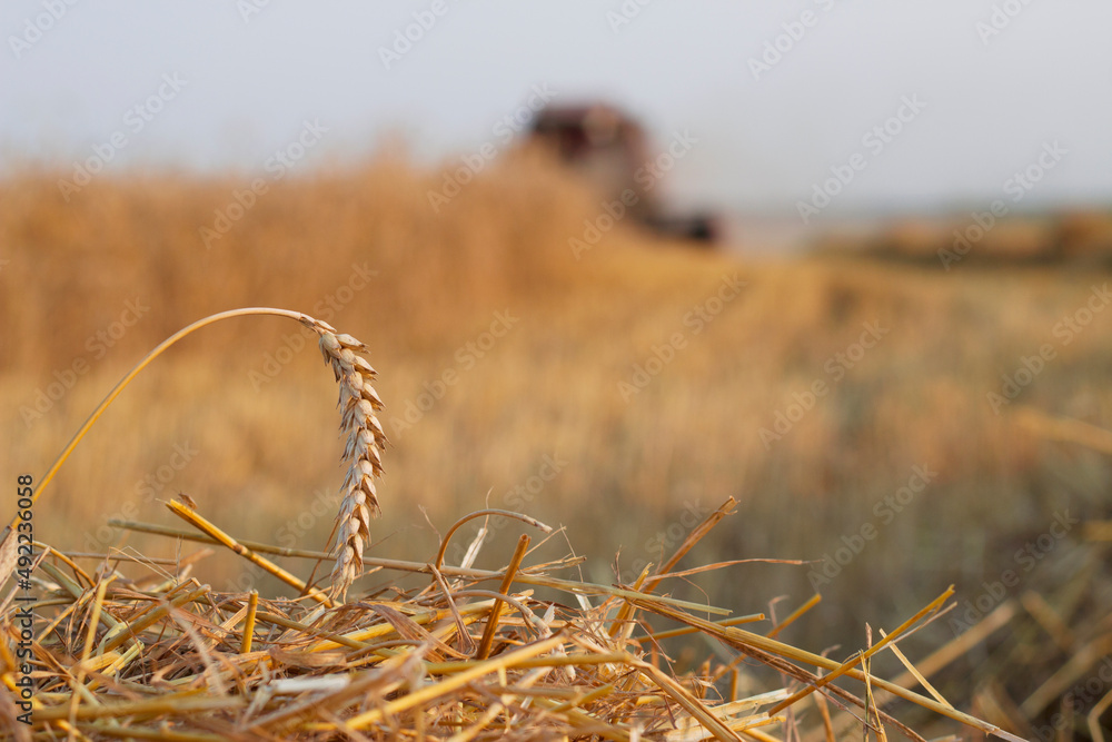 Fototapeta premium golden wheat field in august with unfocused harvester on the background