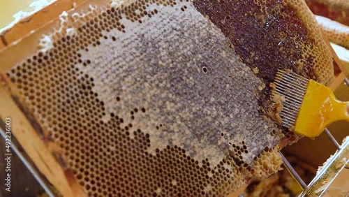 Wallpaper Mural The pores of the honeycomb are opened with a tool. Torontodigital.ca