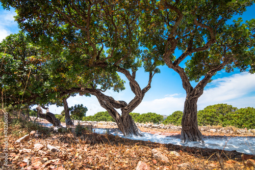 Mastic tree with mastic tears in Chios island, Greece. photo