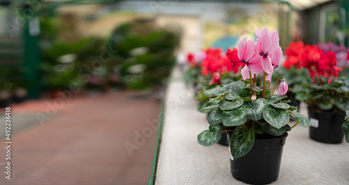 Cyclamen winter flowers in a greenhouse close-up. plant in a pot close-up.
