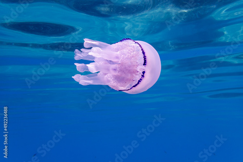 Barrel jellyfish, Rhizostoma pulmo, underwater in the Mediterranean sea, Elba Island, Italy (ID: 492236488)