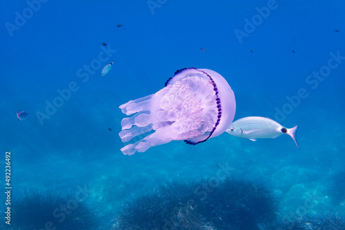 Barrel jellyfish, Rhizostoma pulmo, underwater in the Mediterranean sea, Elba Island, Italy (ID: 492236492)