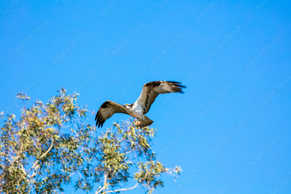 Fototapeta premium An Osprey Flying Low with a Fish Hanging from its Talons in a Blue Sly