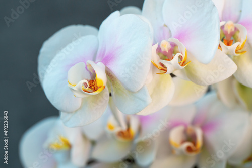 Blooming lovely white orchids. Hobbies  floriculture  home flowers  houseplants