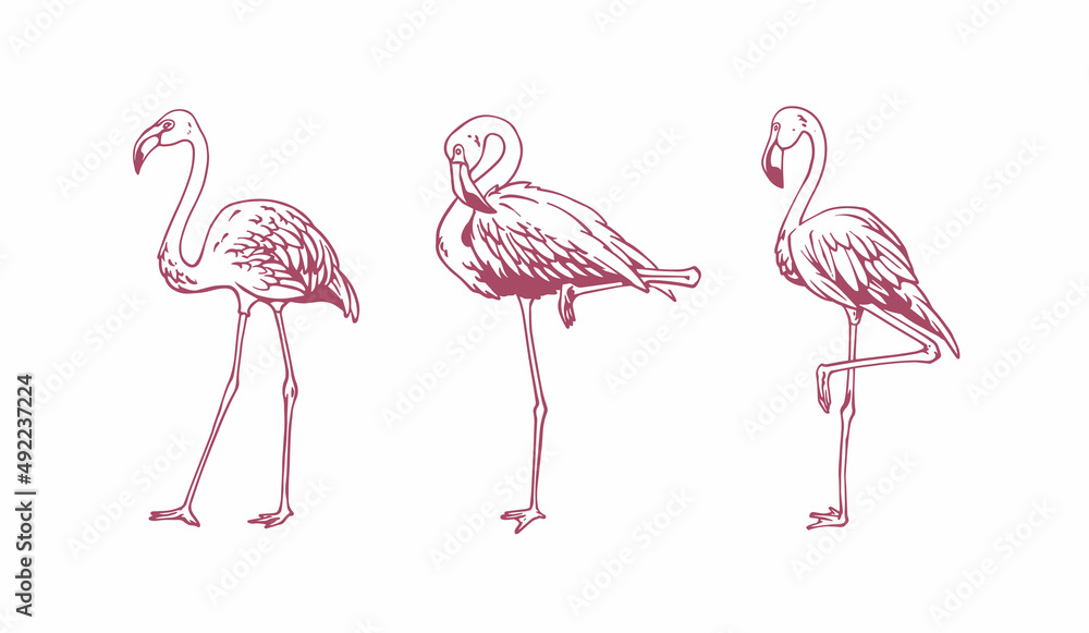 Obraz premium hand drawn flamingo