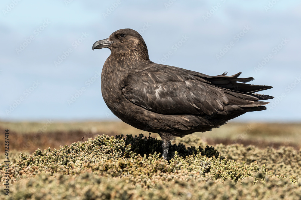 Fototapeta premium Falkland Skua