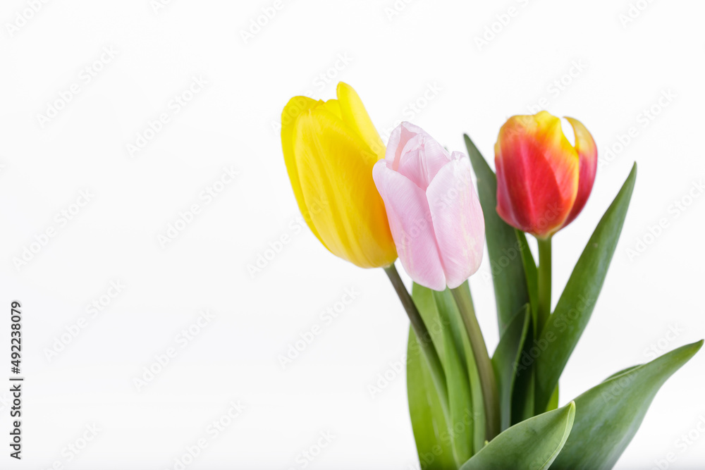 Beautiful, spring tulips isolated on white background. Copy space for a text Beautiful, spring tulips isolated on white background. Copy space for a text