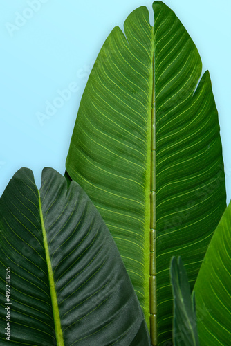 Tropical Palm leaf isolated on a blue summer background