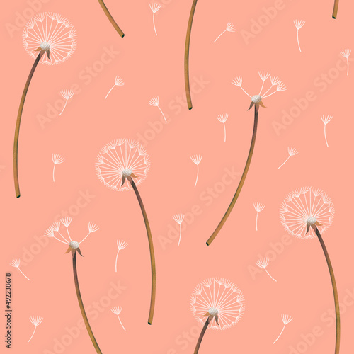 Fototapeta Naklejka Na Ścianę i Meble -  Seamless pattern with dandelions. Pink background.