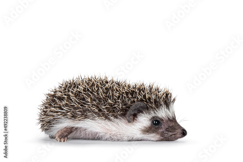 Adorable full mask baby hedgehog aka Atelerix albiventris, laying down side ways. Looking away from camera. Isolated on a white background.