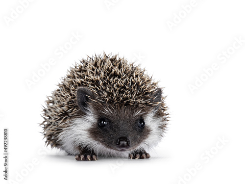 Adorable full mask baby hedgehog aka Atelerix albiventris, lstanding facing front. Looking straight towards camera. Isolated on a white background.