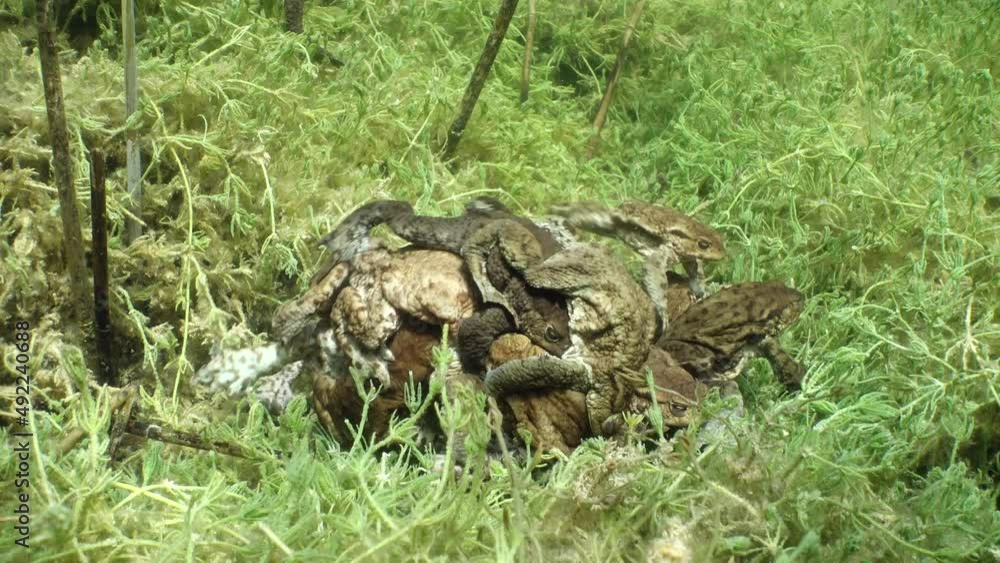Sometimes several Common toad (Bufo bufo) form a heap, each male trying to grasp the female at the base. Sometimes several Common toad (Bufo bufo) form a heap, each male trying to grasp the female at the base.