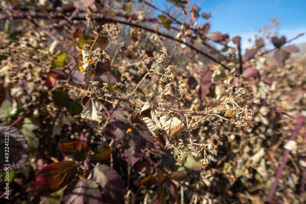 Blackberry Bushes in Winter showing the Sharp Spines and Thorns
