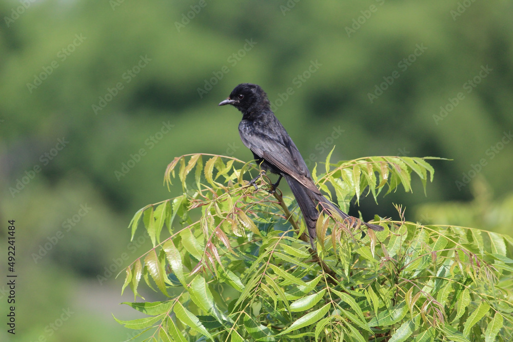 Fototapeta premium Black drongo bird sitting on the green Neem tree's branch