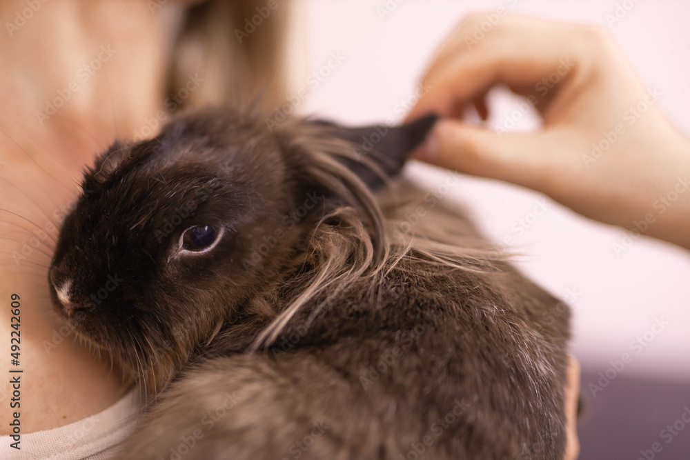 Close-up girl with adorable rabbit indoors, close up. Lovely pet and animal concept Close-up girl with adorable rabbit indoors, close up. Lovely pet and animal concept