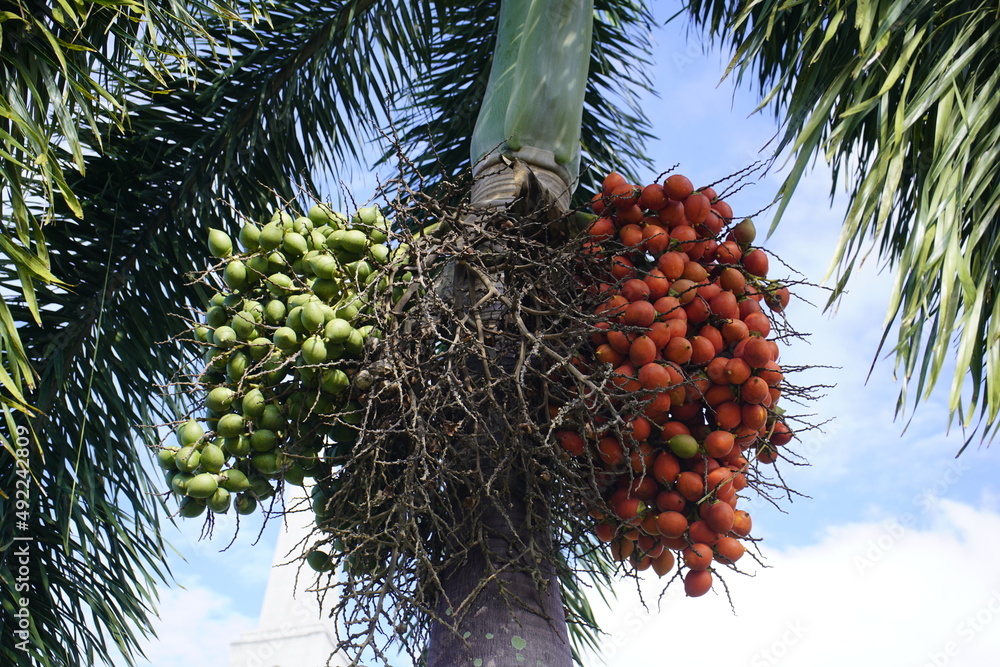 Fruits of Cyrtostachys renda, also known by the common names red