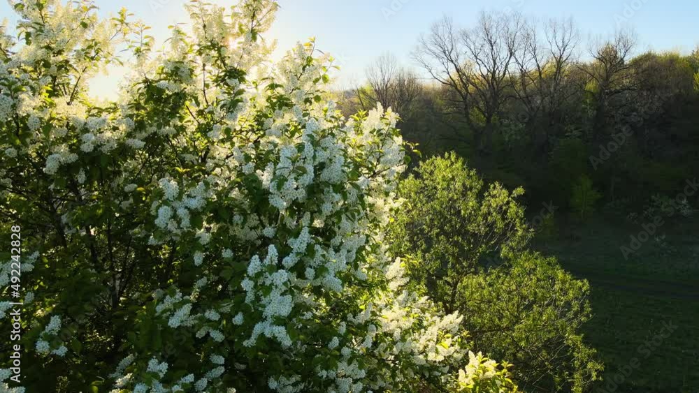 Aerial view of blooming garden with white blossoming trees in early spring at sunset Aerial view of blooming garden with white blossoming trees in early spring at sunset