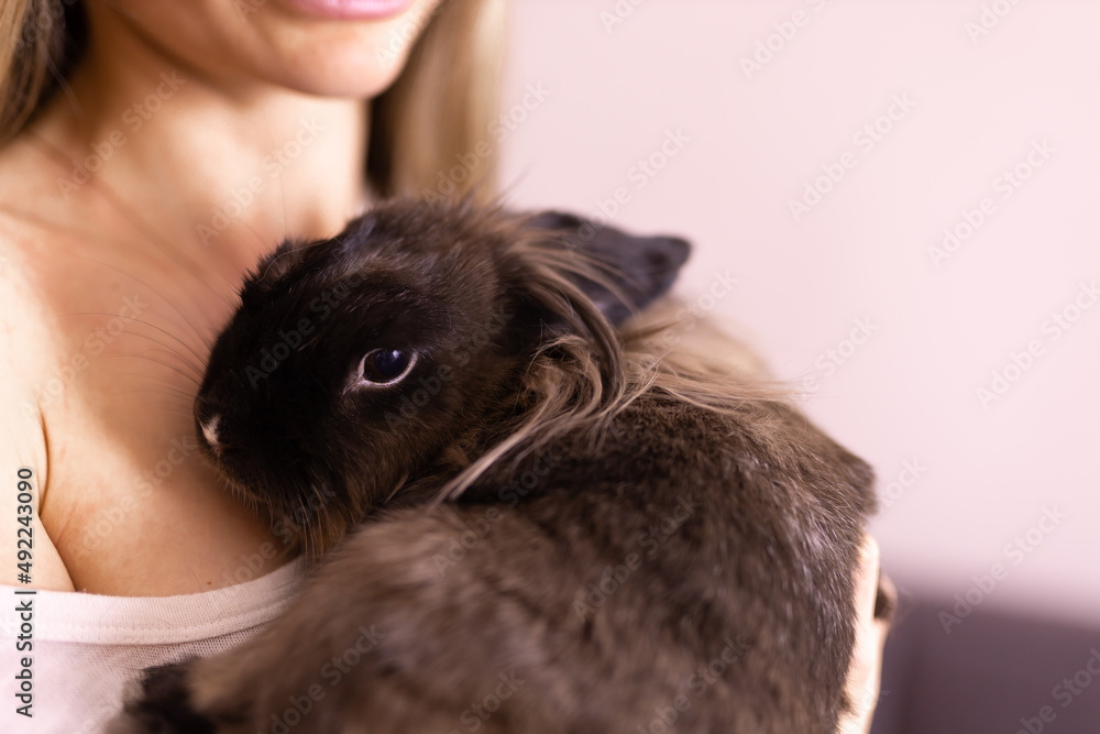 Close-up girl with adorable rabbit indoors, close up. Lovely pet and animal concept Close-up girl with adorable rabbit indoors, close up. Lovely pet and animal concept