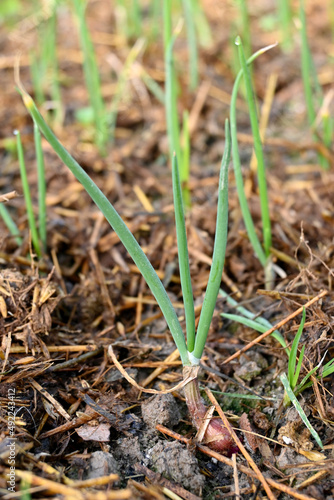 Wallpaper Mural closeup the bunch ripe green onion plants growing in the farm over out of focus green brown background. Torontodigital.ca