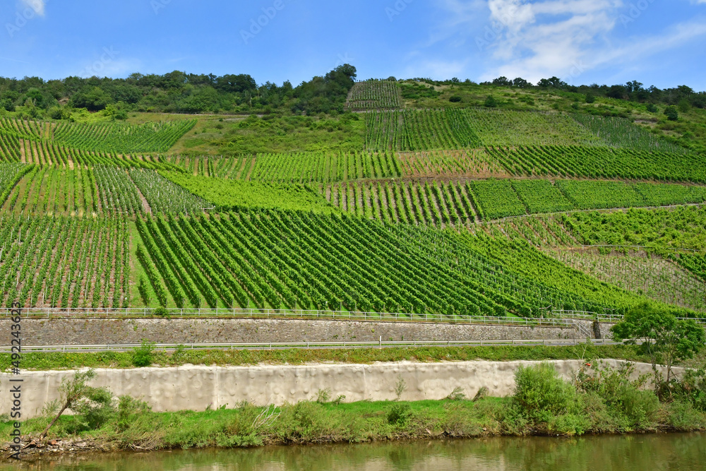 Moselle valley; Germany- august 11 2021 : valley of vineyard