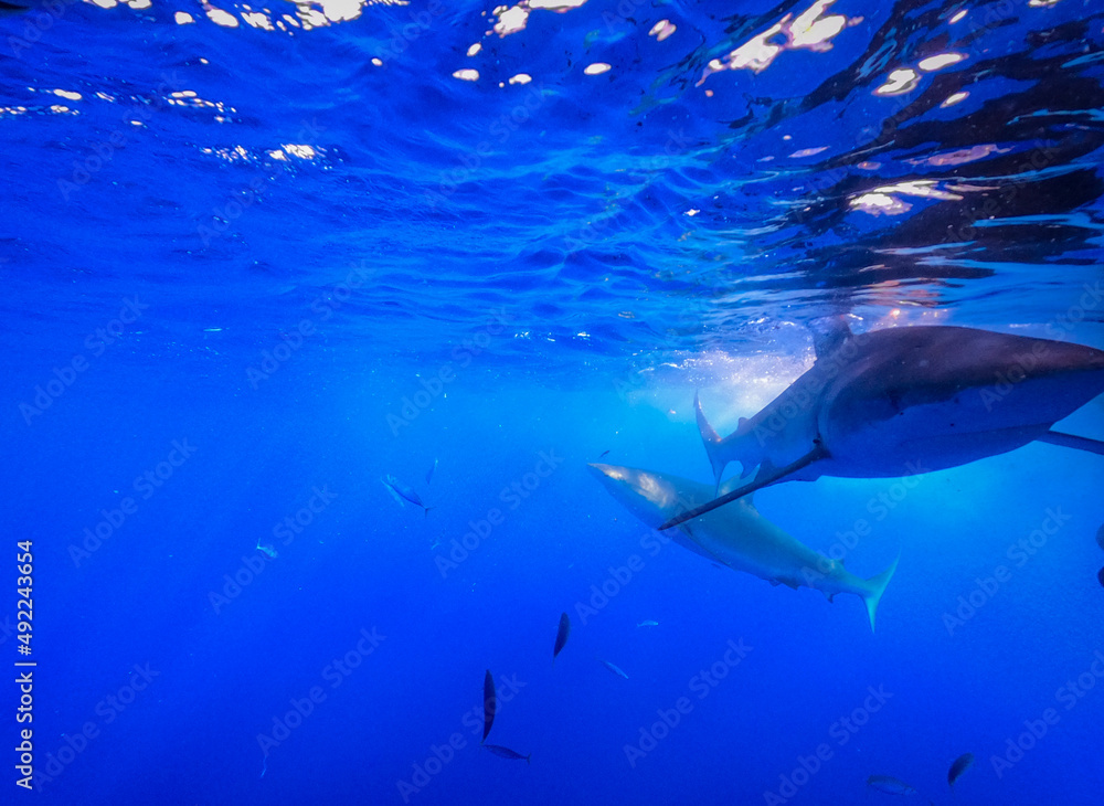 Naklejka premium Underwater photo taken from the ocean. Shark and small fish. Free space for text