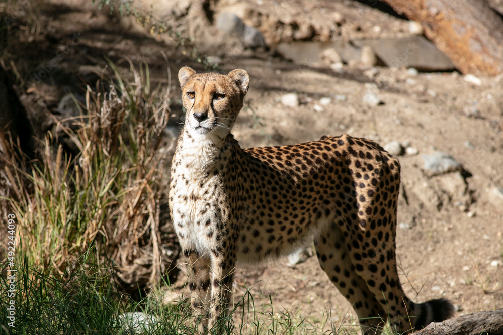 A Cheetah Overlooks its Habitat Alert for Danger or Prey A Cheetah Overlooks its Habitat Alert for Danger or Prey