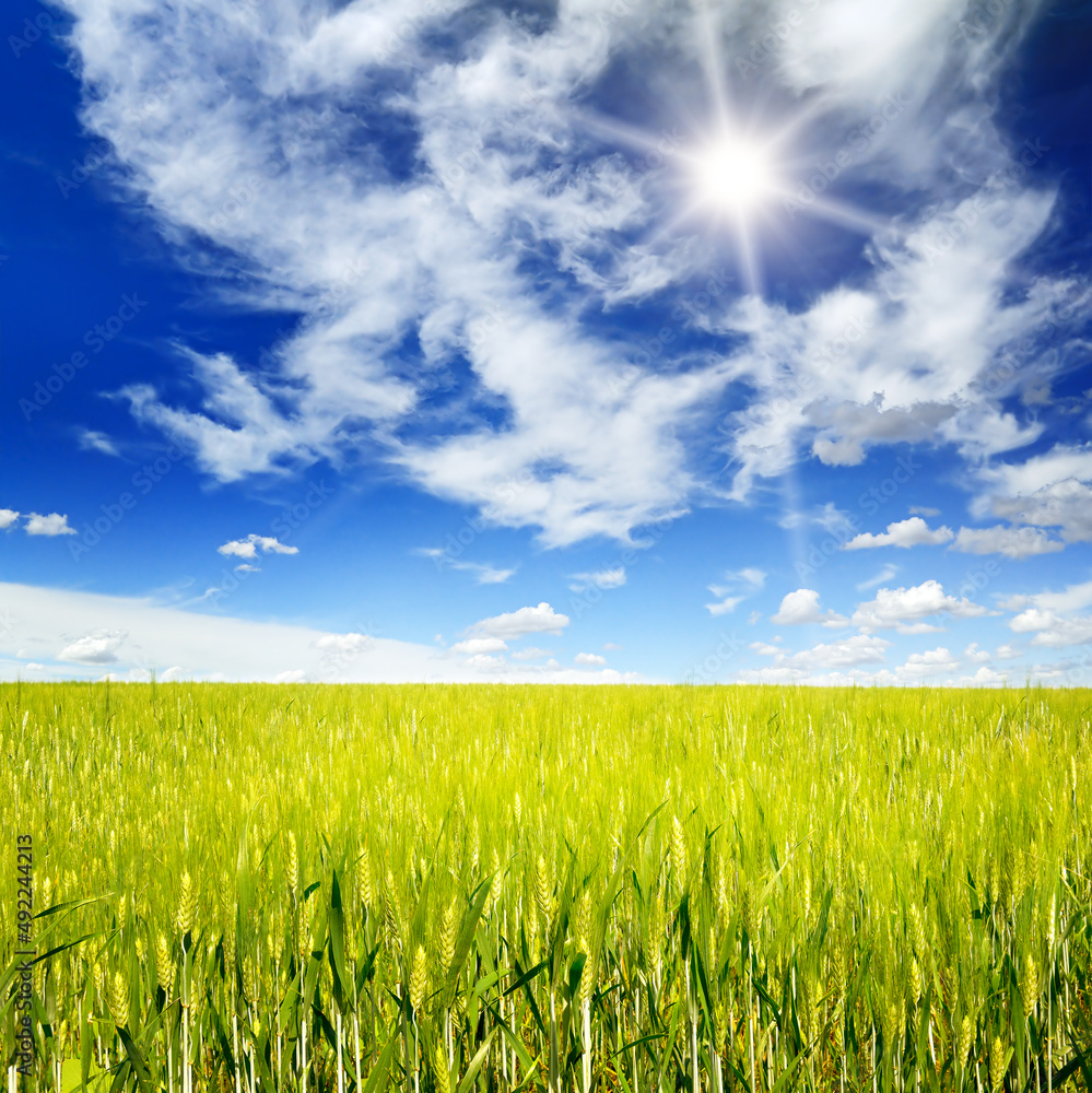 Green wheat field and bright blue sky Green wheat field and bright blue sky