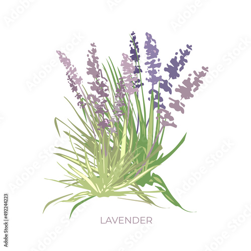 colored lavender bush, flower, graphics, stencil, tattoo colored, green, lavender, purple, lavender bush, flower, graphics, dark outline, stencil, tattoo, pattern