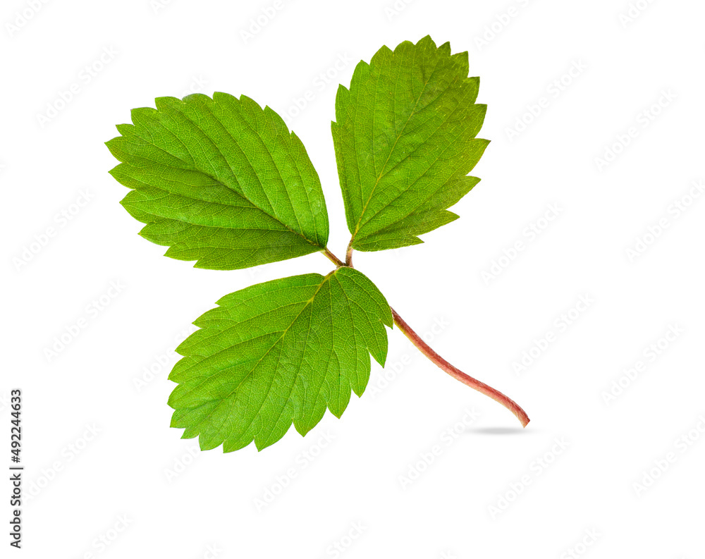 Fototapeta premium strawberry leaf isolated on a white background