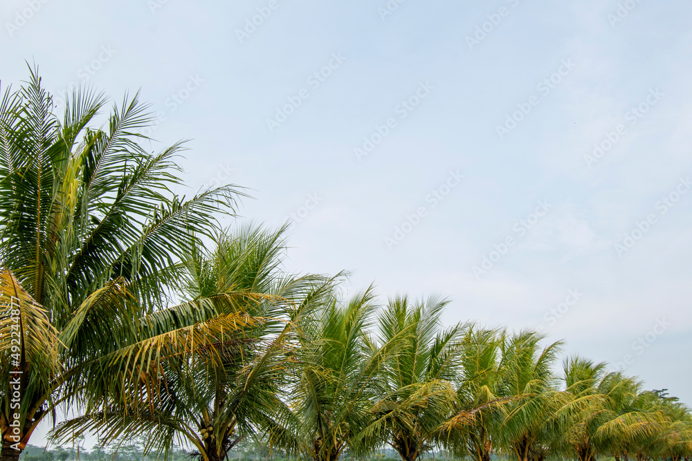 Coconut tree cloudy sky background