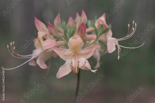 Rhododendron austrinum - Florida Flame Azalea Bloom photo