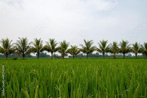 Coconut tree cloudy sky background